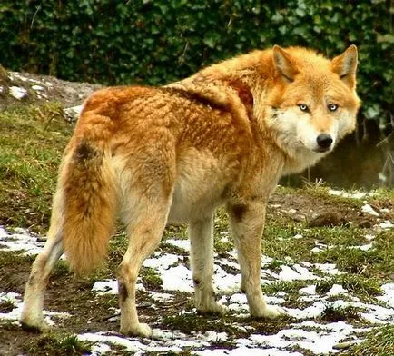 Red Wolf fotografie