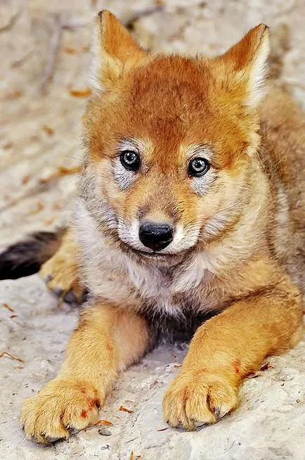 Red Wolf fotó