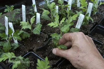 Nagy krizantém tenyésztési és gondozás (videó)