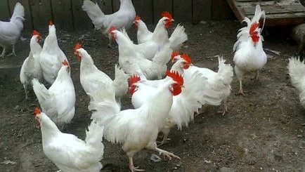 Leghorn пилета се размножават