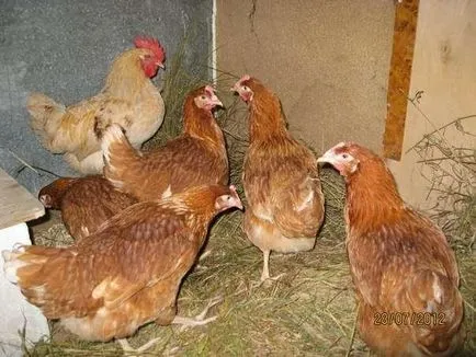 Leghorn csirkéket tenyészt