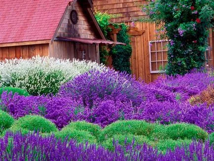 Lavender magokból a kertben
