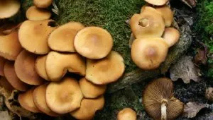 Rularea, ciuperci sălbatice în special în creștere - celhozportal