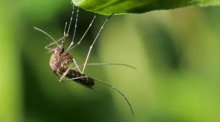 Experiența personală cum să ne ferim de febra dengue