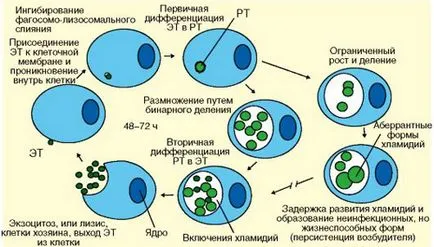 Kezelése Chlamydia urethritis