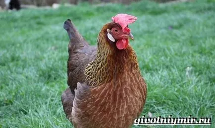 Leghorn fajta csirkék