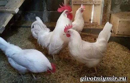 Leghorn fajta csirkék