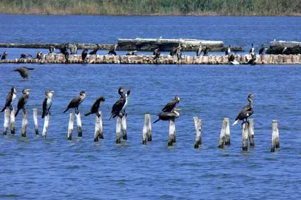 A kezelés Pomorie