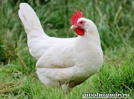 Leghorn fajta csirkék