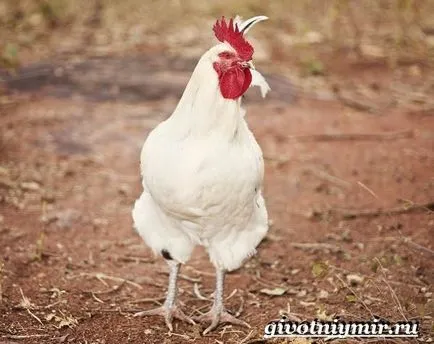 Leghorn fajta csirkék