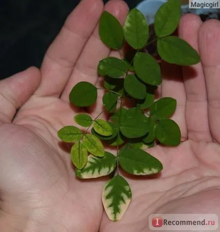 Gyógynövények Sophora japonica (gyümölcs) - „hatékony jogorvoslathoz problémák esetén hajjal