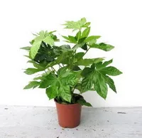 Мазнини (Aralia) грижи