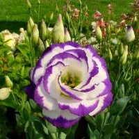 Eustoma - plantare și îngrijire