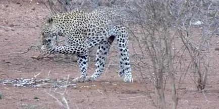 Ez leopárd rögtön megbánta a támadás két porcupines (videó)