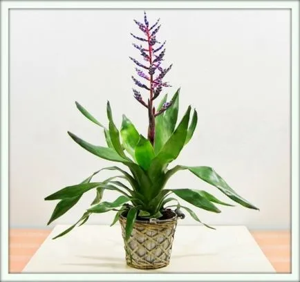 Ehmeya (aechmea)