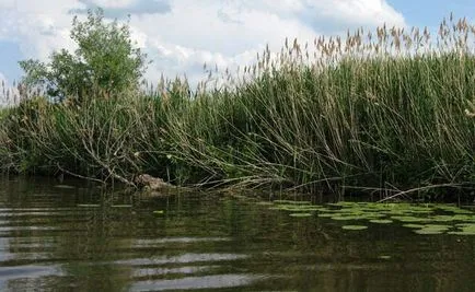 Pike halászat a fűben - bajnok fogadások, dédelgetett helye