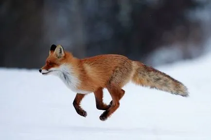 Fox дойде в Москва какво да се прави, когато се натъкват на диво животно - София 24