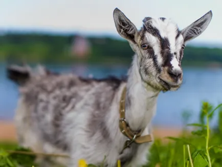 Érdekes tény a haszonállatok