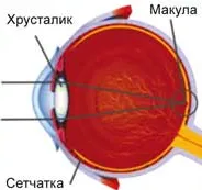 simptome degenerare maculară, diagnostic, tratament, tratament pentru ochi la domiciliu