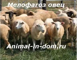 Sheep блокира за сърбеж, лечение на домашни животни