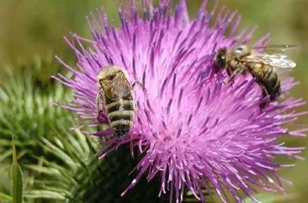 Thistle мед полезни свойства