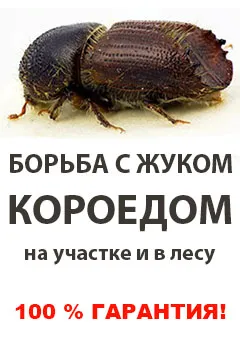 Mole в кухнята развалят продуктите, как да се отърве от него