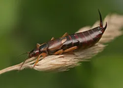 Mole a konyhában elrontani a termékek, hogyan kell megszabadulni tőle