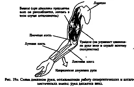 Мускулите и рефлекси