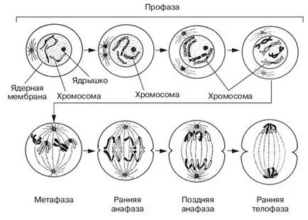 Mitozei - bază citologic de reproducere asexuată - studopediya