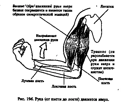 Мускулите и рефлекси