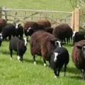 Hús fajtájú juhok és kecskék fő képviselői, a választás