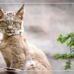 Възможно ли е да носите месото в багажа на самолета