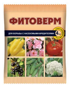 Въшките в копър (зелено, бяло), как да се отървете от, отколкото да се лекува