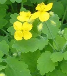 Păduchii în fenicul (verde, alb), cum să scape de mult pentru a trata