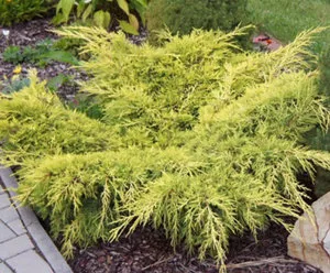 Juniperus chinensis ültetés és gondozás a kertben