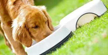 A Can egy kutya napraforgóolaj - hasznos tippek