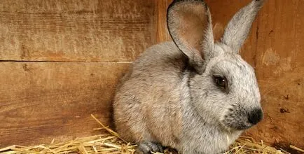 A Can egy kutya napraforgóolaj - hasznos tippek