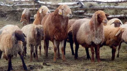 rase de carne de reprezentanți ai principalelor ovine și caprine, alegerea