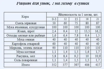 Мускусна патица (indoutka) - хранене, съдържание, разреждане, домашно стопанство