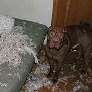 Natural adolescenți și adulți hrănire exemple Shar-pei de meniu Barf