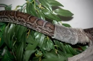 Încălcarea molting în șerpi