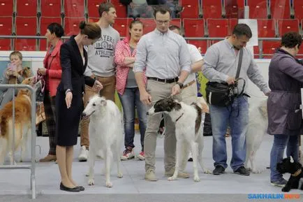 A Szahalin, mi választottuk a legszebb kutya