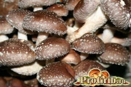 Tinctura de preparare ciuperci shiitake și utilizare