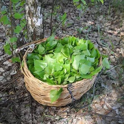 Infuzia de frunze de mesteacăn