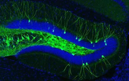 Neuroscience pentru toate