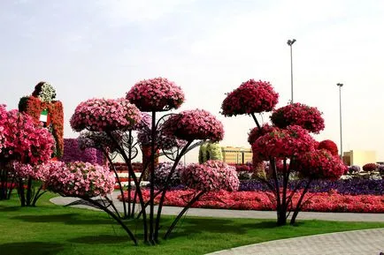 Oázis a sivatagban - virág park Dubai