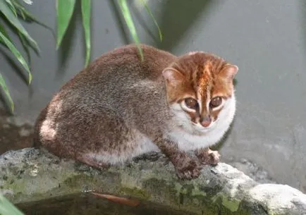 Egy új faj macska Brazíliában, és más ritka faj macska (16 fotó)