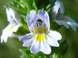 Eyebright очни методи за лечение на очни заболявания