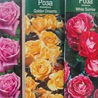 Резитба Hybrid Tea Rose