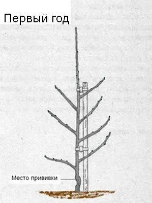 Retezare shaping prune - pomi fructiferi